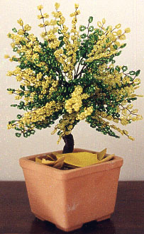 bonsai mimosa